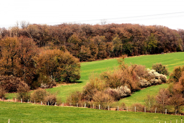 Habitat à Pie-grièche écorcheur (source : republicain-lorrain.fr)